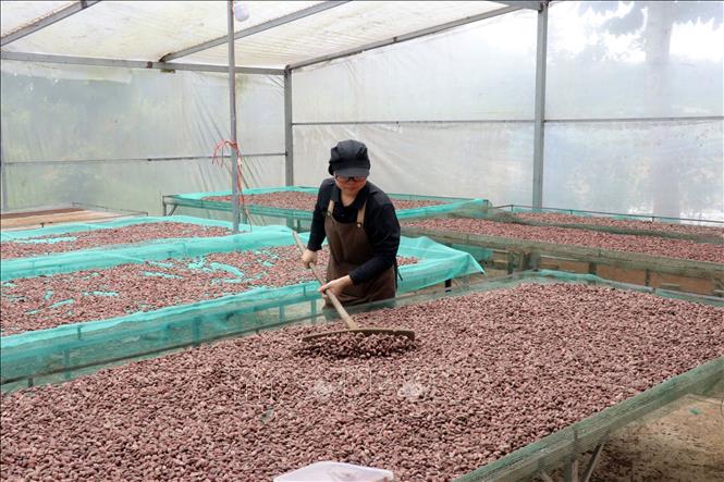 Sơ chế hạt ca cao tại Công ty TNHH Bản Cacao. Ảnh: Chu Quốc Hùng-TTXVN
