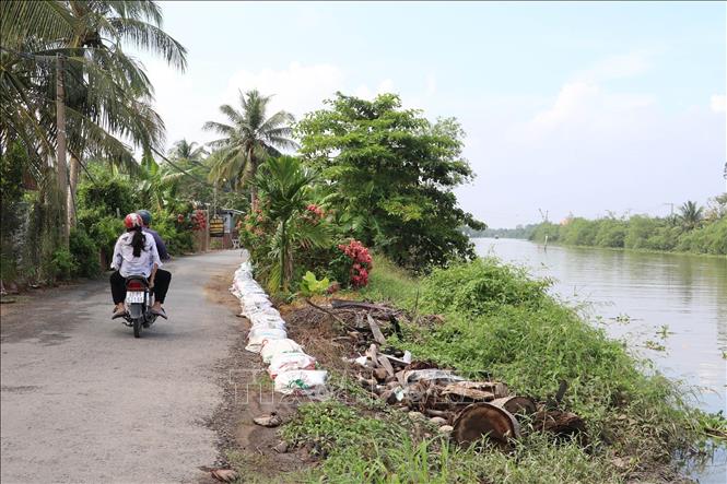 Một đoạn bờ sông bị sụt lún, phải gia cố phòng chống lũ và triều cường. Ảnh: Minh Trí - TTXVN