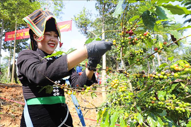 Phần thi hái ca phê thu hút đông đảo người dân tham gia. Ảnh: Phan Quân - TTXVN