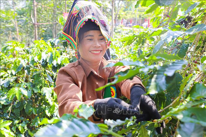 Phần thi hái ca phê thu hút đông đảo người dân tham gia. Ảnh: Phan Quân - TTXVN