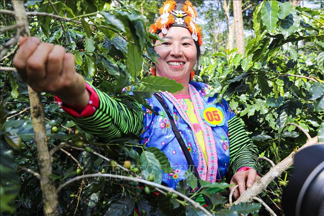 Phần thi hái ca phê thu hút đông đảo người dân tham gia. Ảnh: Phan Quân - TTXVN