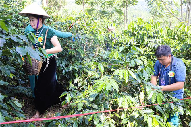 Phần thi hái ca phê thu hút đông đảo người dân tham gia. Ảnh: Phan Quân - TTXVN