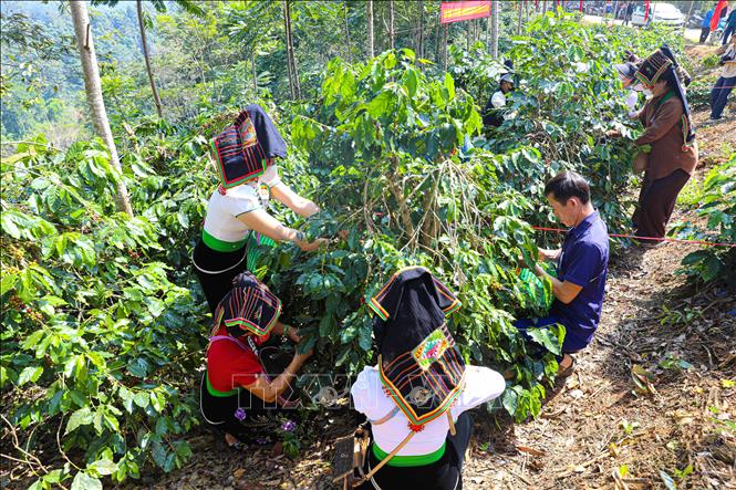 Phần thi hái ca phê thu hút đông đảo người dân tham gia. Ảnh: Phan Quân - TTXVN