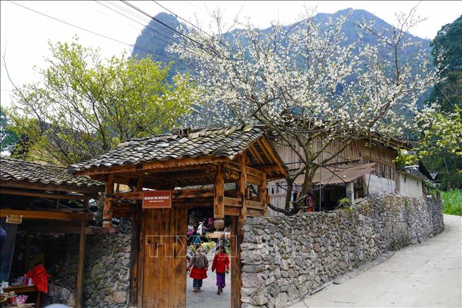 Những cây hoa đào nở rộ ở thôn Lô Lô Chải. Ảnh: Khánh Hoà - TTXVN

 
