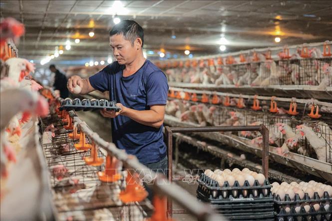 Thu hoạch trứng tại trang trại nuôi gà siêu trứng của hộ gia đình ông Lê Chí Lợi xã Quảng Ninh, tỉnh Thanh Hoá. Ảnh: Lê Đông - TTXVN