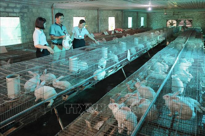 Cán bộ kỹ thuật kiểm tra sức khoẻ đàn thỏ tại trang trại nuôi thỏ thương phẩm của hộ gia đình ông Phạm Văn Tưởng xã Quảng Chính, tỉnh Thanh Hoá. Ảnh: Lê Đông - TTXVN
