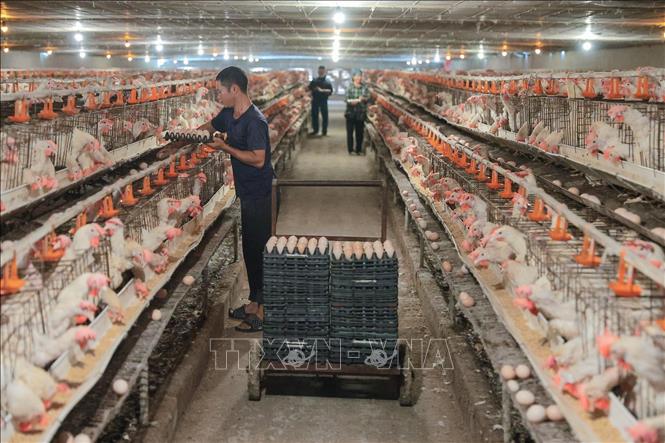 Trang trại nuôi gà siêu trứng của hộ gia đình ông Lê Chí Lợi xã Quảng Ninh, tỉnh Thanh Hoá. Ảnh: Lê Đông - TTXVN