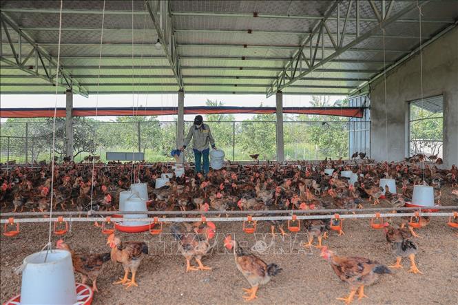 Trang trại chăn nuôi gà thương phẩm tại xã Quảng Ninh, tỉnh Thanh Hoá. Ảnh: Lê Đông - TTXVN