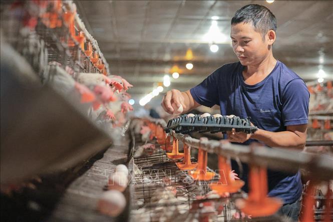 Thu hoạch trứng tại trang trại nuôi gà siêu trứng của hộ gia đình ông Lê Chí Lợi xã Quảng Ninh, tỉnh Thanh Hoá. Ảnh: Lê Đông - TTXVN