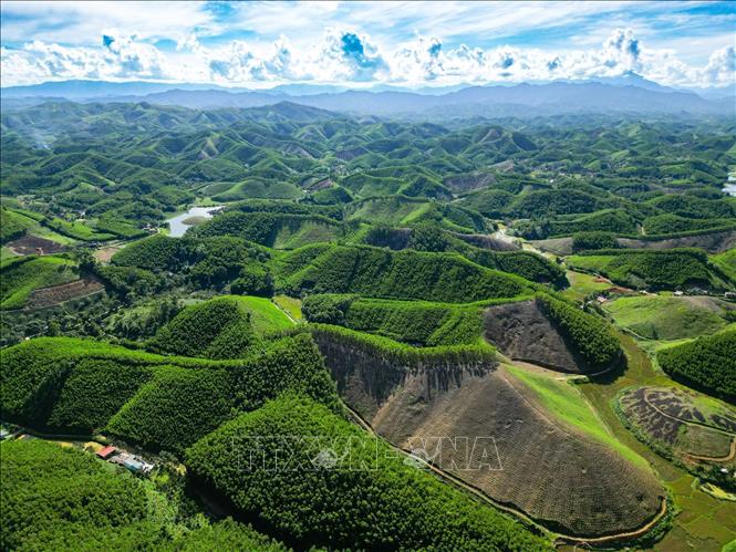 Mô hình trồng cây keo huyện Triệu Sơn, tỉnh Thanh Hoá, góp phần bảo vệ rừng thông qua phủ xanh đất trống, đồi trọc, chống xói mòn và cung cấp nguyên liệu thay thế gỗ tự nhiên. Ảnh: Lê Đông - TTXVN