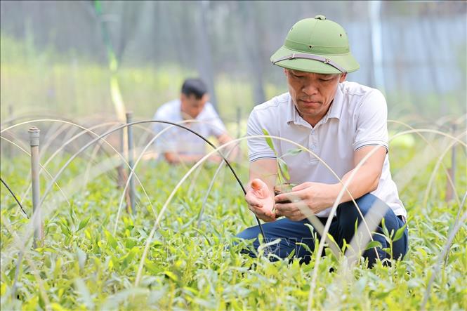 Công ty Lâm nghiệp Lang Chánh mỗi năm sản xuất trên 1,5 triệu cây giống phục vụ công tác trồng rừng. Ảnh: Lê Đông - TTXVN