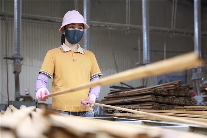 Tre luồng được lựa chọn kỹ lưỡng, đảm bảo tiêu chuẩn về kích thước, độ già trước khi đưa vào sản xuất. Ảnh: Lê Đông - TTXVN
