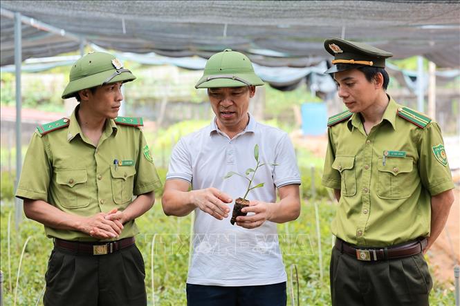 Cán bộ Kiểm lâm kiểm tra nguồn gốc, chất lượng giống cây keo được đưa vào trồng rừng tại Công ty Lâm nghiệp Lang Chánh. Ảnh: Lê Đông - TTXVN