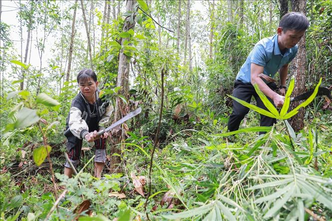 Hộ trồng rừng phát dọn thực bì, tạo điều kiện cho cây gỗ lớn phát triển tốt. Ảnh: Lê Đông - TTXVN