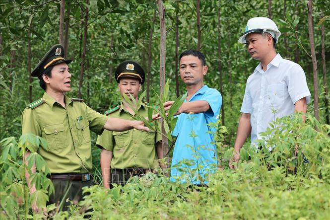 Lực lượng Kiểm lâm Lang Chánh phối hợp cùng doanh nghiệp trồng rừng để giám sát, quản lý tuân thủ tiêu chuẩn FSC. Ảnh: Lê Đông - TTXVN