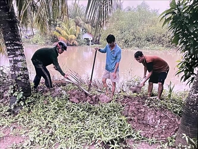 Người dân xã Phú Hựu gia cố bờ bao ngăn nước tràn vào vườn cây ăn trái. Ảnh: TTXVN phát