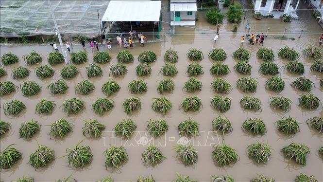 Nhiều diện tích cây trồng của người dân phường Hàm Thắng (Lâm Đồng) bị ngập sâu trong nước lũ. Ảnh: Nguyễn Thanh - TTXVN