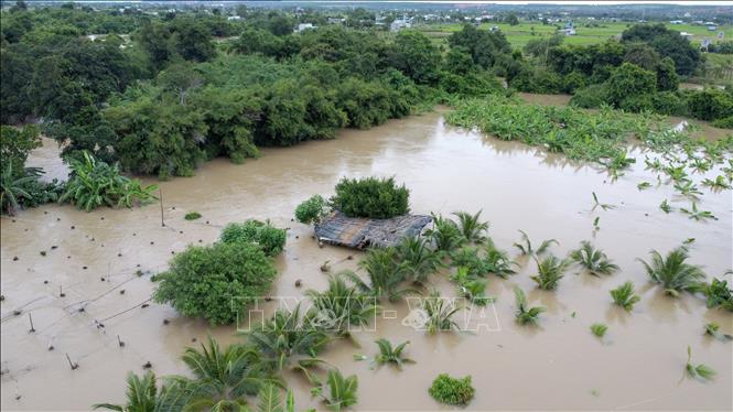 Nhiều nhà cửa, hoa màu của người dân phường Hàm Thắng (Lâm Đồng) bị ngập sâu trong nước lũ. Ảnh: Nguyễn Thanh - TTXVN