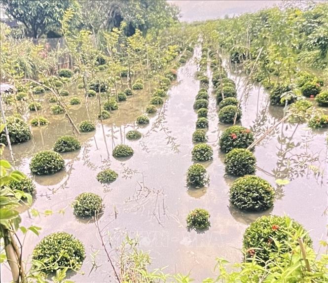 Diện tích sản xuất hoa trang của ông Trần Tấn Phương, ấp Tân Lợi, phường Sa Đéc, bị triều cường nhấn chìm trong nước. Ảnh: Hồng Nhung - TTXVN