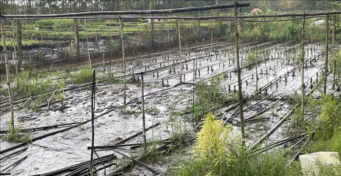 Ông Võ Văn Lê bơm nước suốt 3 ngày để ráo vườn, chuẩn bị chỗ di dời 600 chậu tắc sau triều cường. Ảnh: Hồng Nhung - TTXVN