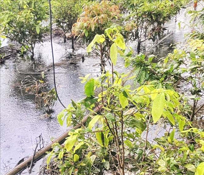 300 gốc mai của ông Võ Văn Lê, khóm Tân Lập, phường Sa Đéc, bị ngập có dấu hiệu rụng lá và kiệt sức. Ảnh: Hồng Nhung - TTXVN