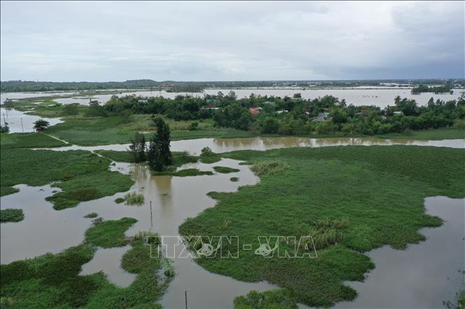 Bèo trôi theo nước về khối phố Đoan Trai, phường Bàn Thạch, thành phố Đà Nẵng có 450 hộ dân với hơn 1500 khẩu bị nước lũ bao vây cô lập mức nước ngập từ 1 đến hơn 2 mét do mưa liên tục trong nhiều ngày qua. Ảnh: Trần Lê Lâm – TTXVN 