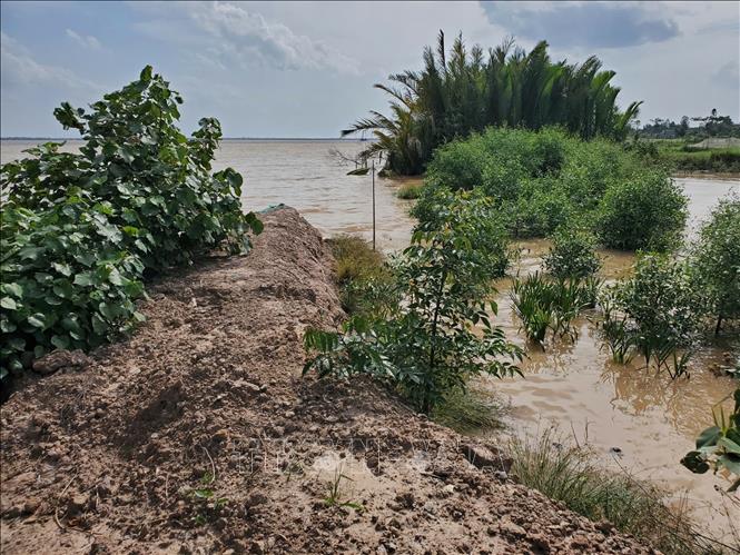 Triều cường dâng cao tràn qua bờ bao ảnh hưởng trực tiếp đến sản xuất nông nghiệp và đời sống của người dân xã An Hiệp, tỉnh Vĩnh Long. Ảnh: TTXVN phát