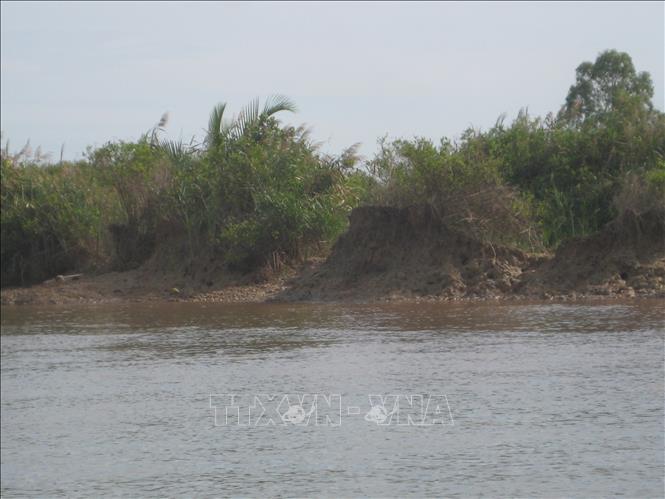 Triều cường dâng cao bất thường gây hiện tượng sạt lở đất ven sông ở xã An Hiệp, tỉnh Vĩnh Long. Ảnh: TTXVN phát