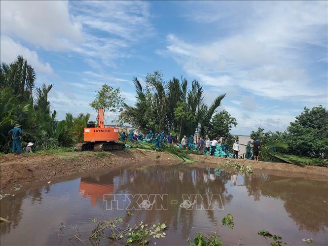 Lực lượng chức năng và người dân xã An Hiệp (Vĩnh Long) gia cố bờ bao nhằm kịp thời ngăn chặn triều cường dâng cao bất thường. Ảnh: TTXVN phát