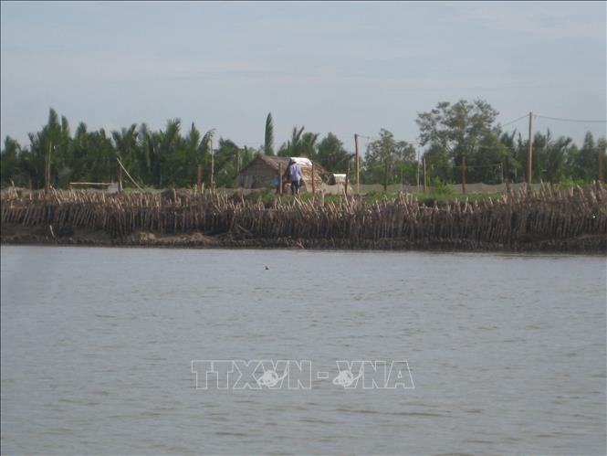 Gia cố bờ sông bằng cừ tràm để hạn chế sạt lở đất ở xã An Hiệp, tỉnh Vĩnh Long. Ảnh: TTXVN phát