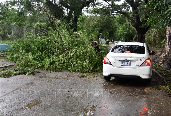 Tính đến ngày 29/10/2025, bão Melissa - cơn bão mạnh kỷ lục quét qua vùng Caribe - đã cướp đi sinh mạng của ít nhất 29 người và khiến nhiều người mất tích tại Haiti, Jamaica và Cuba, trước khi tiếp tục di chuyển về phía Bahamas. Ảnh: Cây cối gãy đổ do bão Melissa tại Kingston, Jamaica. Ảnh: THX/TTXVN