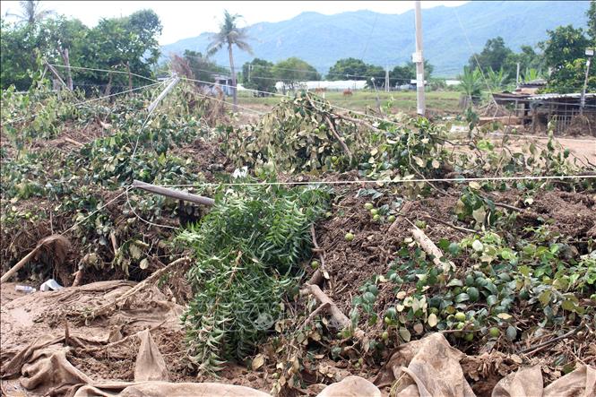 Vườn táo đang chờ thu hoạch của người dân bị lũ cuốn trôi, vùi lấp. Ảnh: Hồng Hiếu - TTXVN