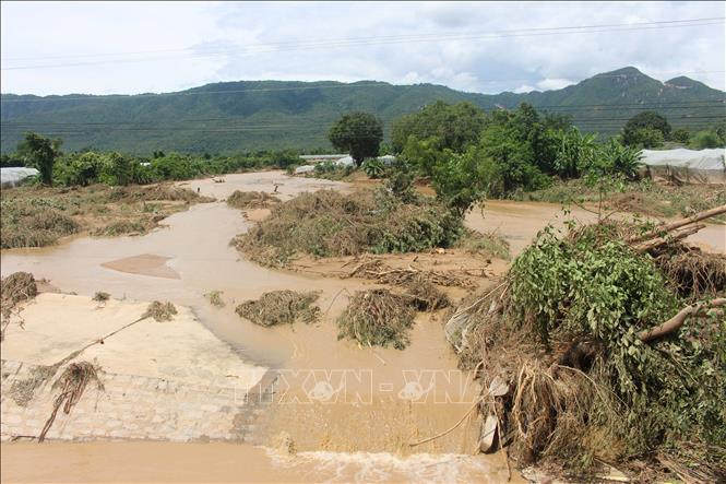Nhiều cây xanh bị lũ cuốn trôi ngổn ngang. Ảnh: Hồng Hiếu - TTXVN