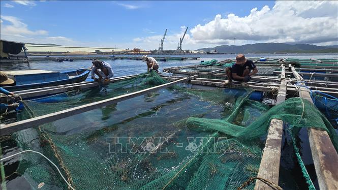 Hundreds of households in Dai Lanh commune, Khanh Hoa province, urgently harvest lobsters and cobia to bring them ashore to avoid losses that can come withTyphoon Kalmaegi. VNA Photo