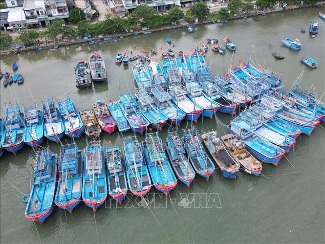 Quang Ngai fishermen's boats anchor at Sa Huynh fishing port to take shelter from Typhoon Kalmaegi. VNA Photo