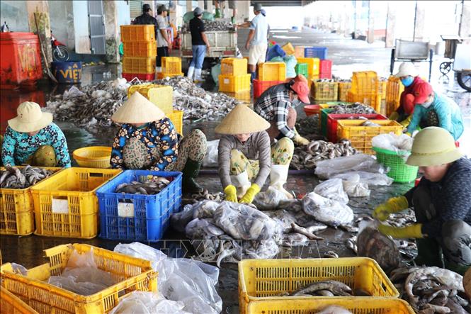 Hải sản được phân loại gồm cá đổng, cá ngân, cá mắt lộ, cá mối, mực... Ảnh: Hữu Chí - TTXVN