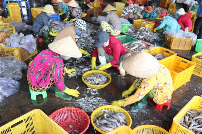 Người lao động phân loại hải sản tại cảng cá Vàm Láng ở xã Gia Thuận, tỉnh Đồng Tháp. Ảnh: Hữu Chí - TTXVN
