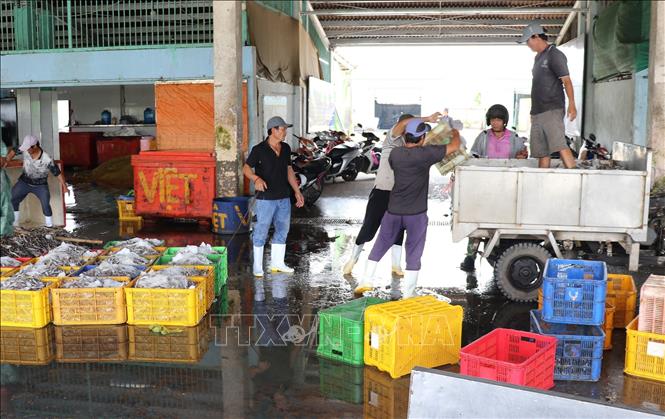 Các loại hải sản sau khi được phân loại sẽ được vận chuyến đến nơi tiêu thụ, chế biến. Ảnh: Hữu Chí - TTXVN