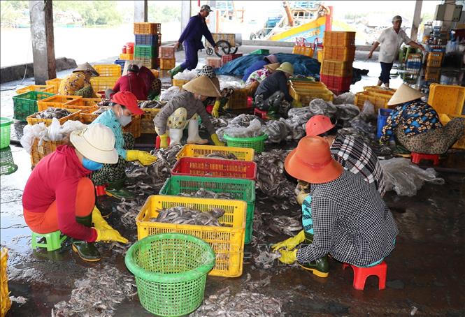 Vào mùa đánh bắt, cảng cá Vàm Láng giải quyết lượng lớn lao động tại địa phương. Ảnh: Hữu Chí - TTXVN
