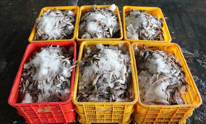 Hải sản sau khi phân loại, được ướp đá để bảo quản và vận chuyển đến nơi tiêu thụ. Ảnh: Hữu Chí - TTXVN