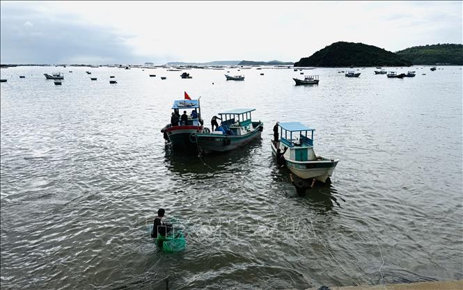 Tôm hùm được thu hoạch tránh bão. Ảnh: Tường Quân - TTXVN