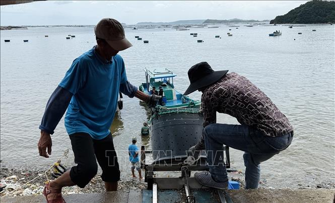 Người dân phường Xuân Đài đưa tôm hùm từ bờ vào đất liền tiêu thụ. Ảnh: Tường Quân - TTXVN