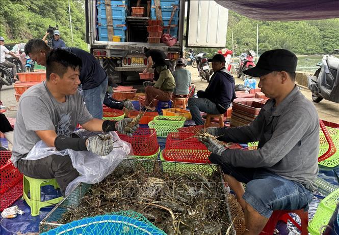 Thương lái đến thu mua tôm hùm của người dân phường Xuân Đài. Ảnh: Tường Quân - TTXVN