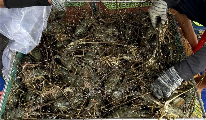 Tôm hùm của người dân Đắk Lắk đảm bảo chất lượng và cân nặng. Ảnh: Tường Quân - TTXVN