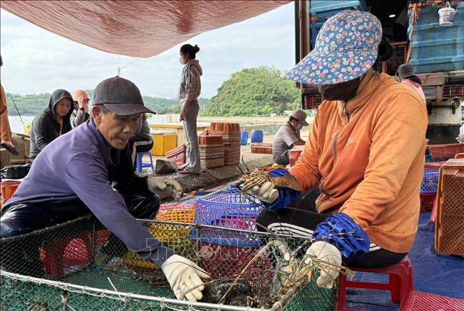 Thương lái thu mua tôm hùm của người dân. Ảnh: Tường Quân - TTXVN