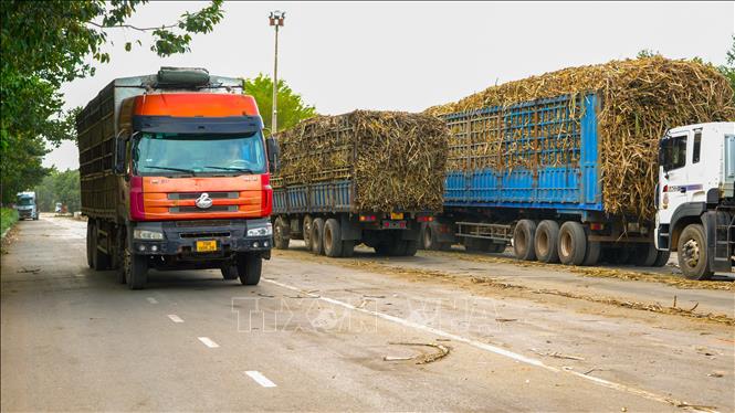 Mía sau khi thu hoạch được tập kết về nhà máy Nhà máy TTC AgriS, xã Tân Phú, tỉnh Tây Ninh phục vụ cho sản xuất đường mía. Ảnh: Minh Phú – TTXVN