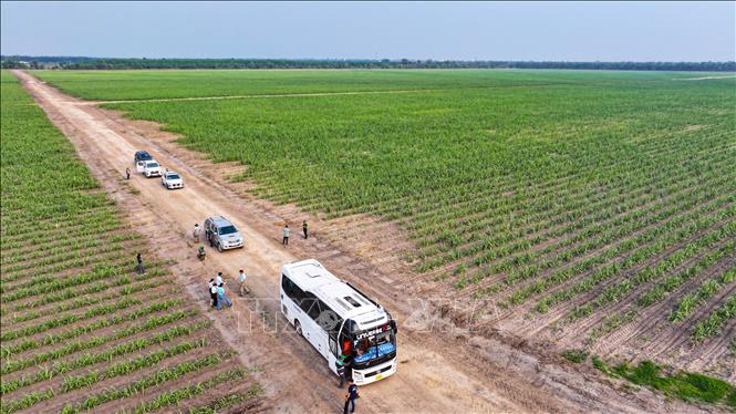 Nông dân tham quan cánh đồng mía lớn tại Nông trường kiểu mẫu Thành Long (xã Ninh Điền, tỉnh Tây Ninh) Ảnh: Minh Phú – TTXVN