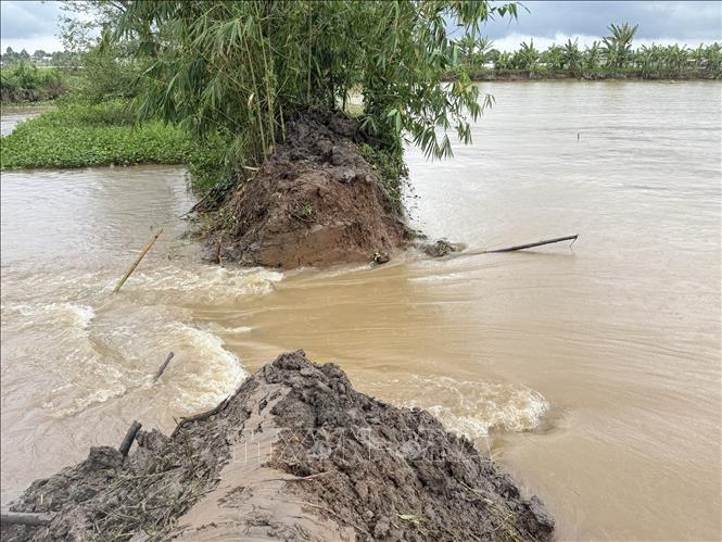 Nước tràn vào trong cồn Sơn qua đoạn đê bao bị vỡ. Ảnh: Thanh Liêm - TTXVN