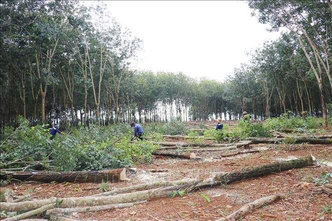 Các hộ dân tại xã Bù Đăng cưa cây để bàn giao Dự án đường cao tốc Bắc – Nam, phía Tây đoạn Gia Nghĩa (Đăk Nông) – Chơn Thành (Bình Phước). Ảnh: Nhật Bình - TTXVN.