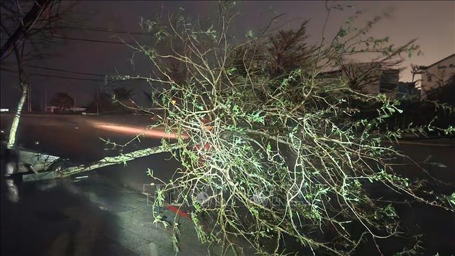 Cây xanh ngã đổ, bật gốc sau khi bão đổ bộ. Ảnh: Sỹ Thắng-TTXVN